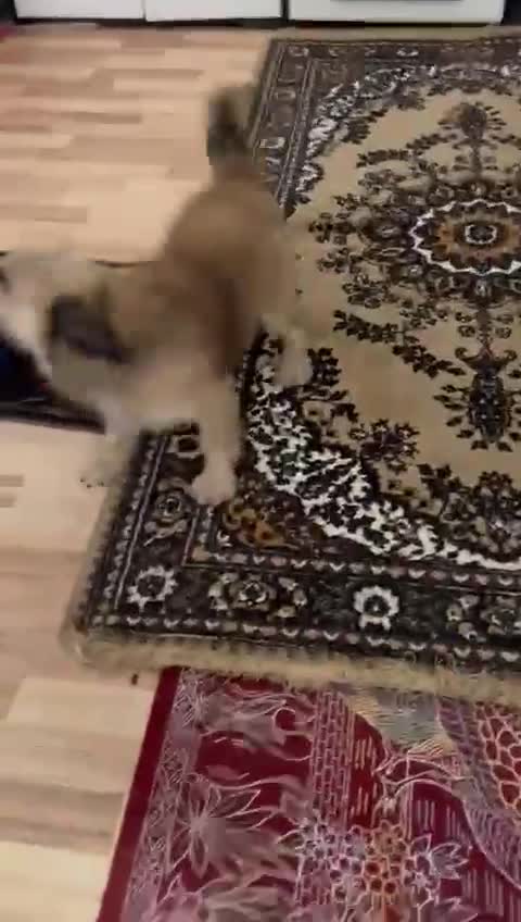 Mixed Breed dogs for adoption: 🐾 Meet COOKIE – Your Little Ray of Sunshine ☀️💛 - Video 3