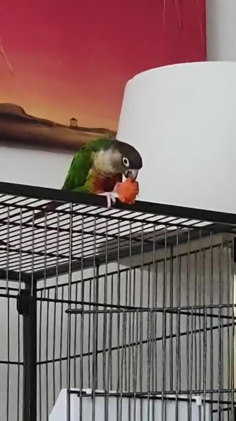 Conures birds for sale: 2 Lovely Green cheek conures for sale - Video 3
