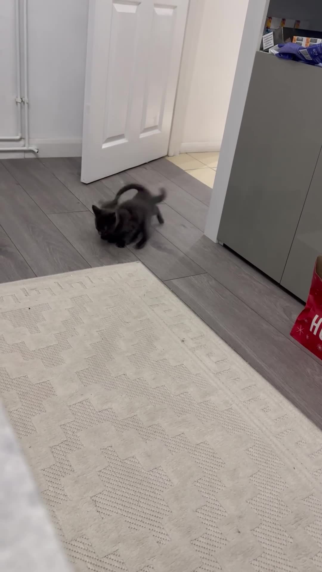 Mixed Breed cats for sale: Grey Kittens  - Video 1