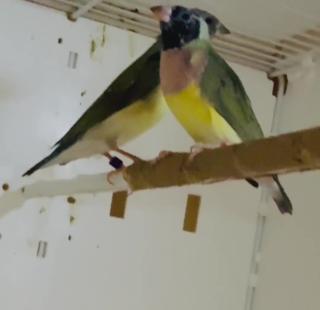 Finches birds for sale: Female Gouildian finches available young  - Video 1