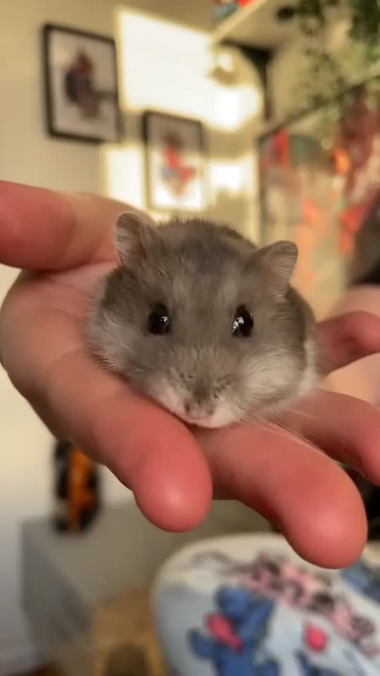 Hamster rodents for sale: selling my dwarf hamster with cage  - Video 1