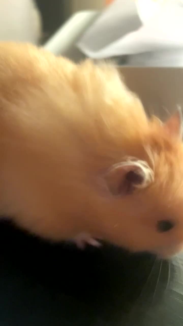Hamster rodents for sale: Long Haired Syrian Hamster - Video 1