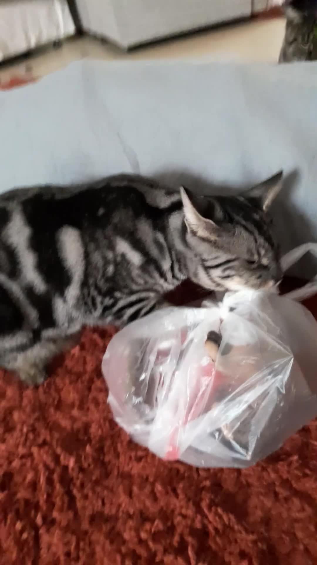 Savannah cats for sale: Full Pedigree & TICA Reg F5 Marble Savannah Kitten - Video 2