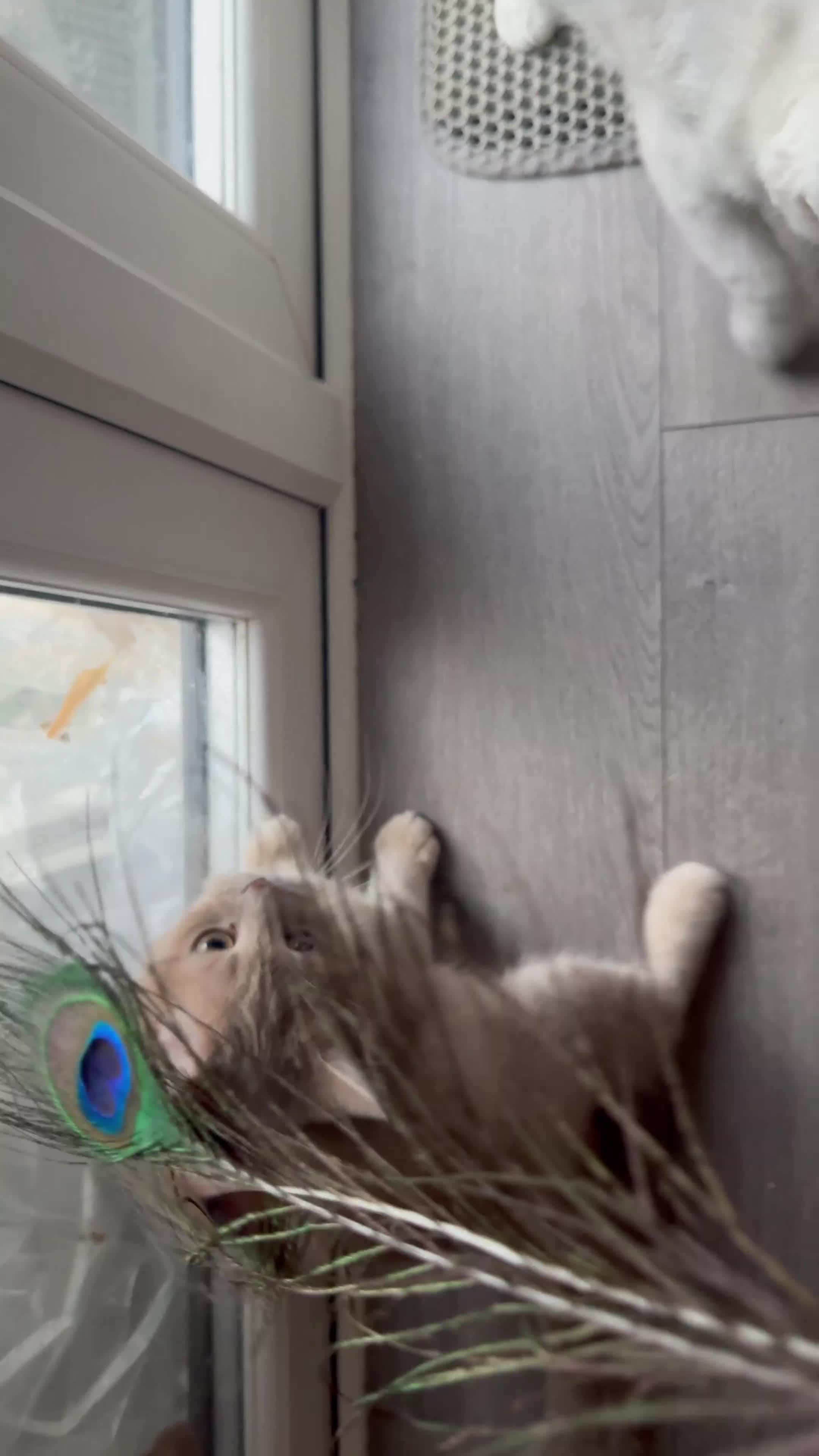 Scottish Fold cats for sale: Tica pedigree Scottish Fold and Scottish straight  in Croydon - Video 1