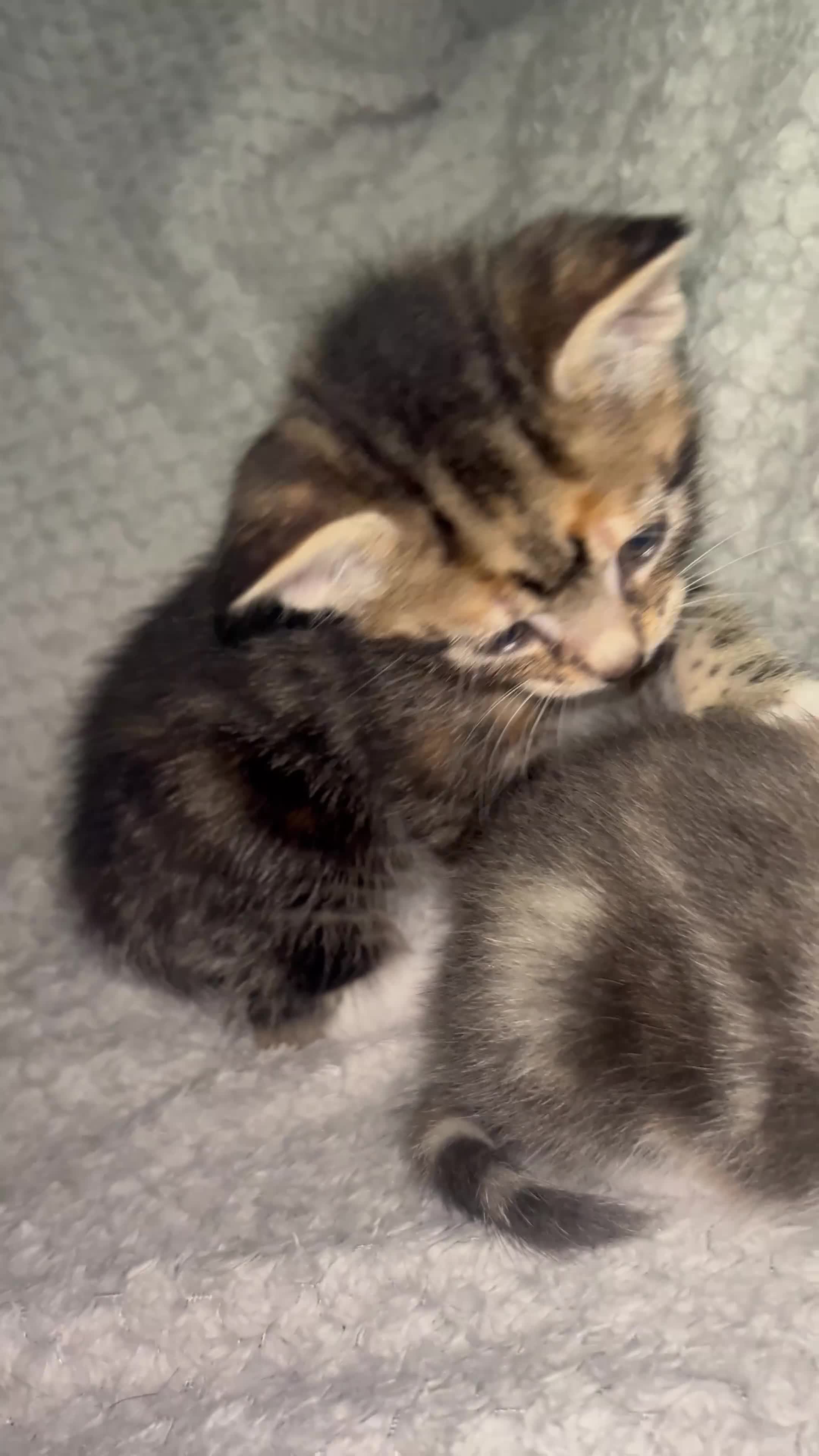 Mixed Breed cats for sale: Beautiful Domestic Shorthair Kittens  🐾 - Video 2