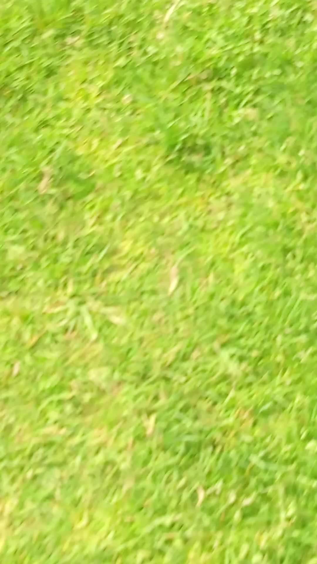 Lurcher dogs for sale: Mali x sluki puppies  - Video 1