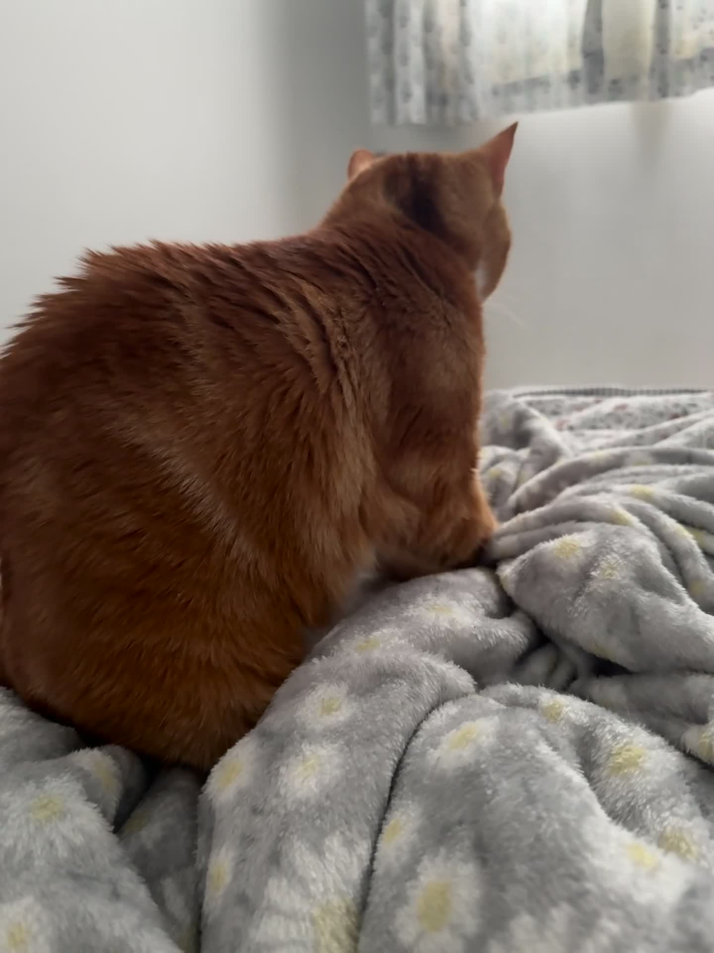 Mixed Breed cats for sale: Marla ginger cat  - Video 4