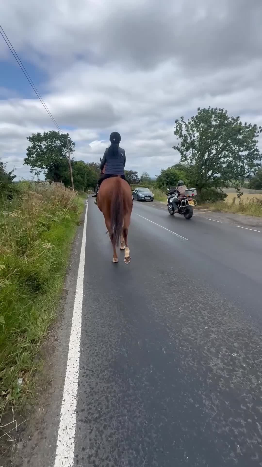 Irish Thoroughbred horses for sale: 15.3hh Irish tb gelding  - Video 1