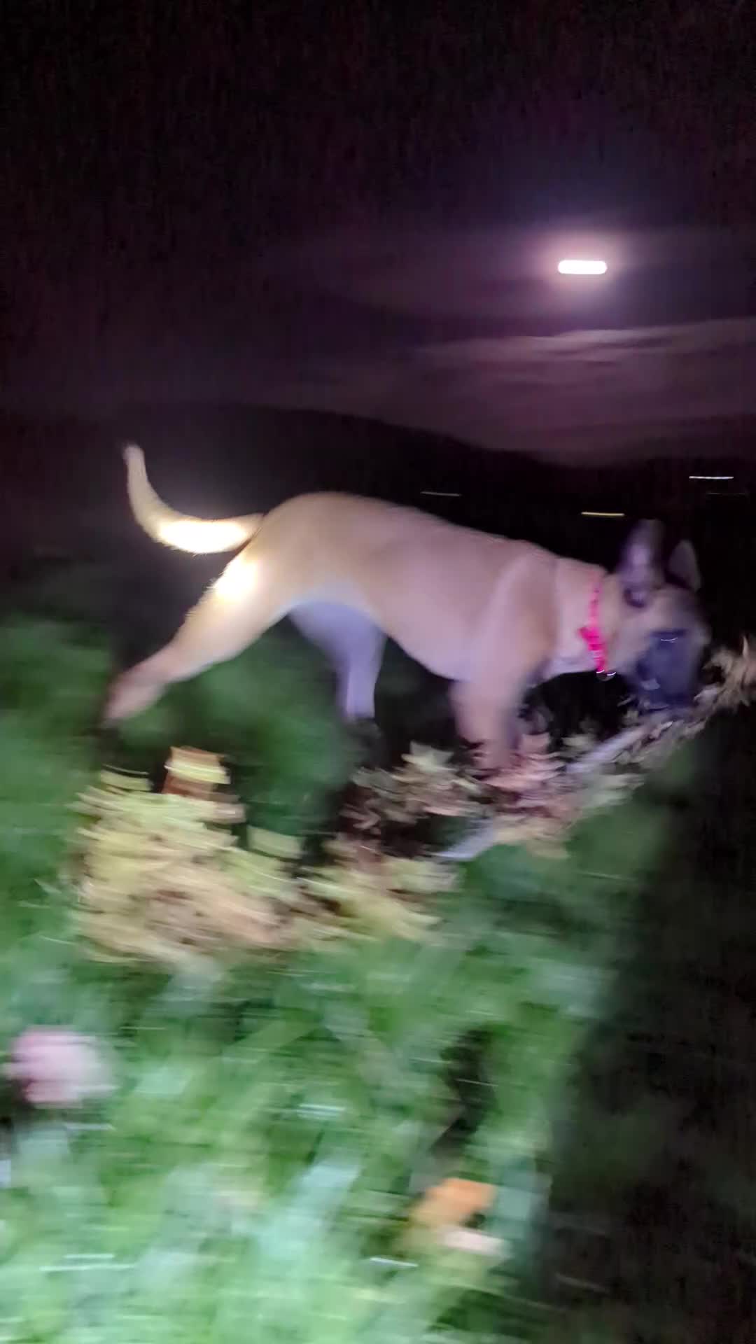 Belgian Shepherd Dog dogs for sale: Belgian malinois  - Video 1