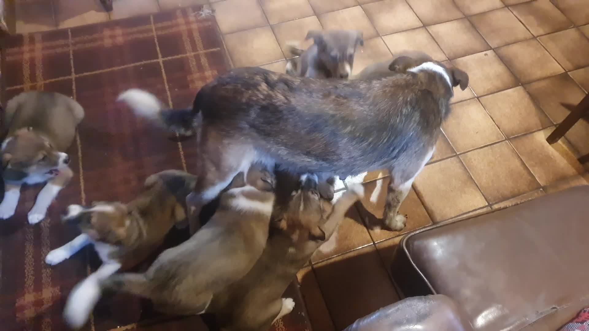 Border Collie dogs for sale: Gorgeous Border Collie Puppies! - Video 1