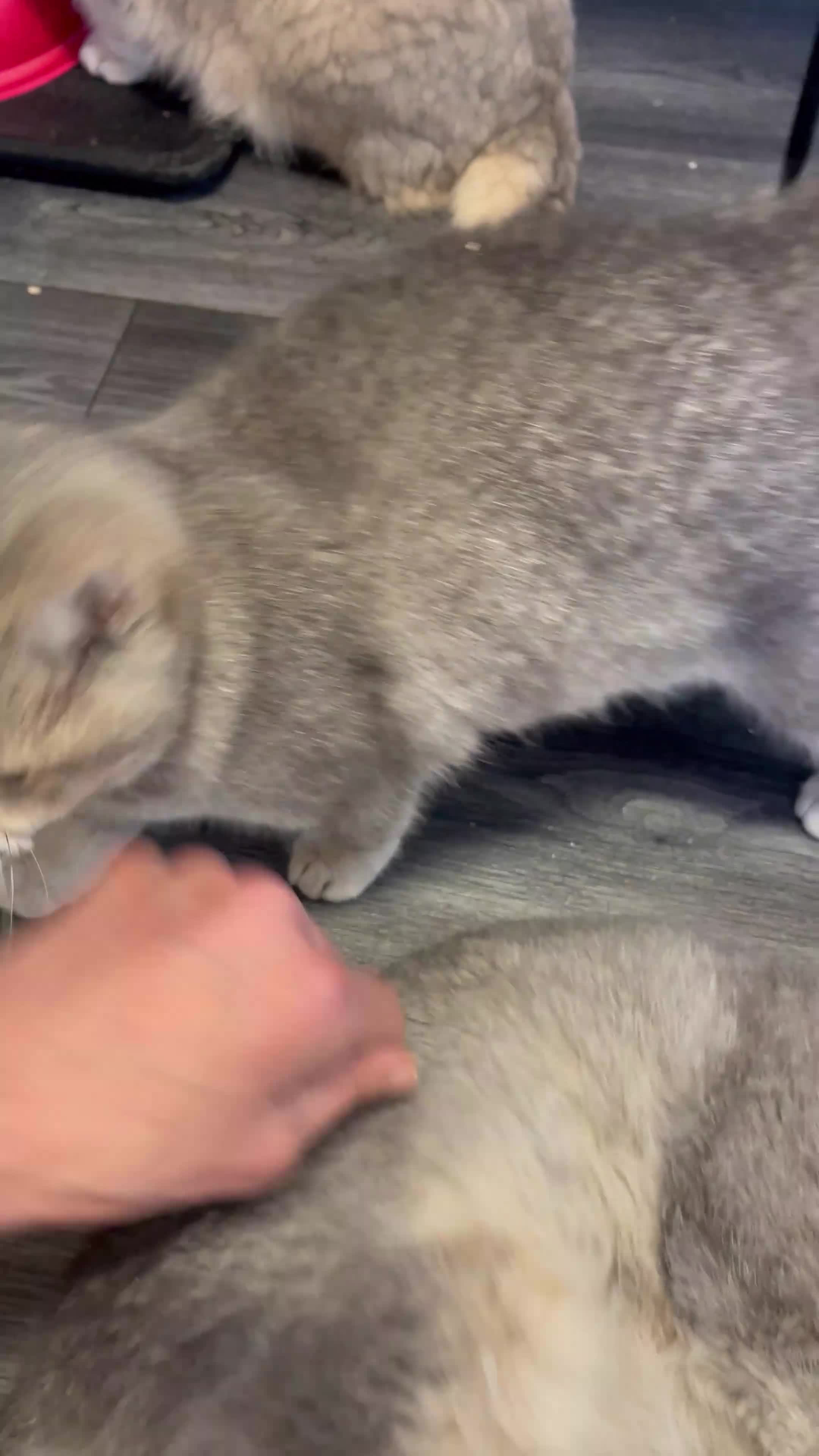 British Shorthair cats for sale: Only one TICA & GCCF British Shorthair Kitten  - Video 3