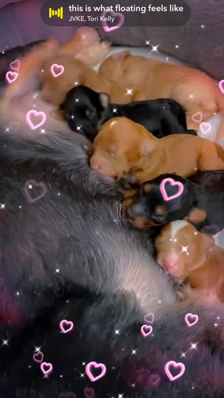 Cockapoo dogs for sale: F1b cockapoo video call viewings available  - Video 1