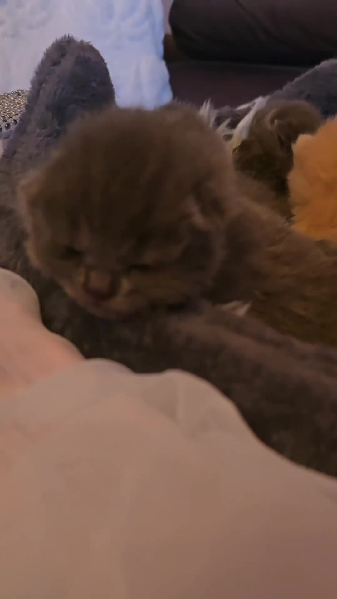 British Shorthair cats for sale: A charming kitten will be available in December. - Video 2