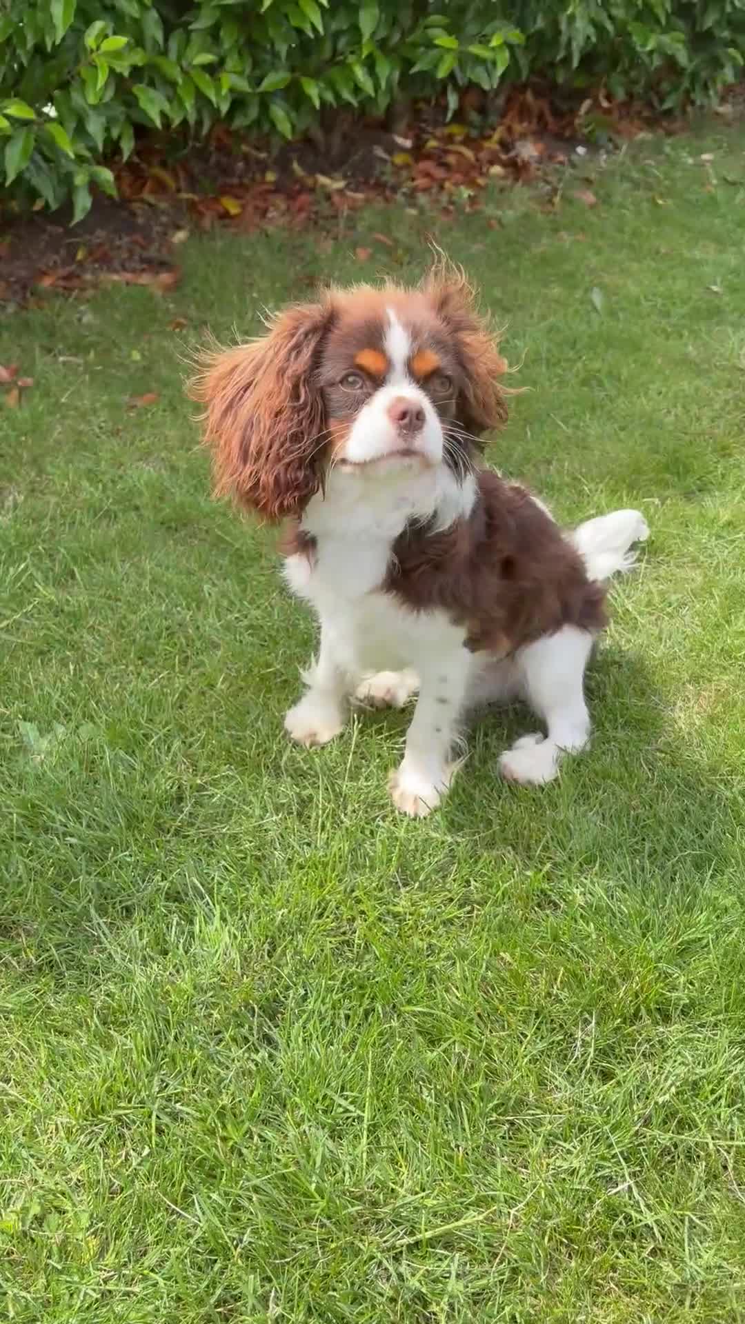 Cavalier King Charles Spaniel dogs for sale: Beautiful Tri colour King Charles 7 months old in Brighton - Video 1