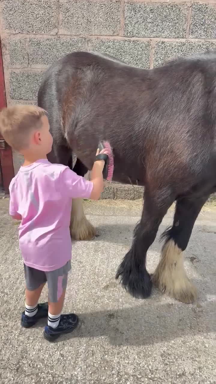 Irish Cob horses for sale: hugo  - Video 1