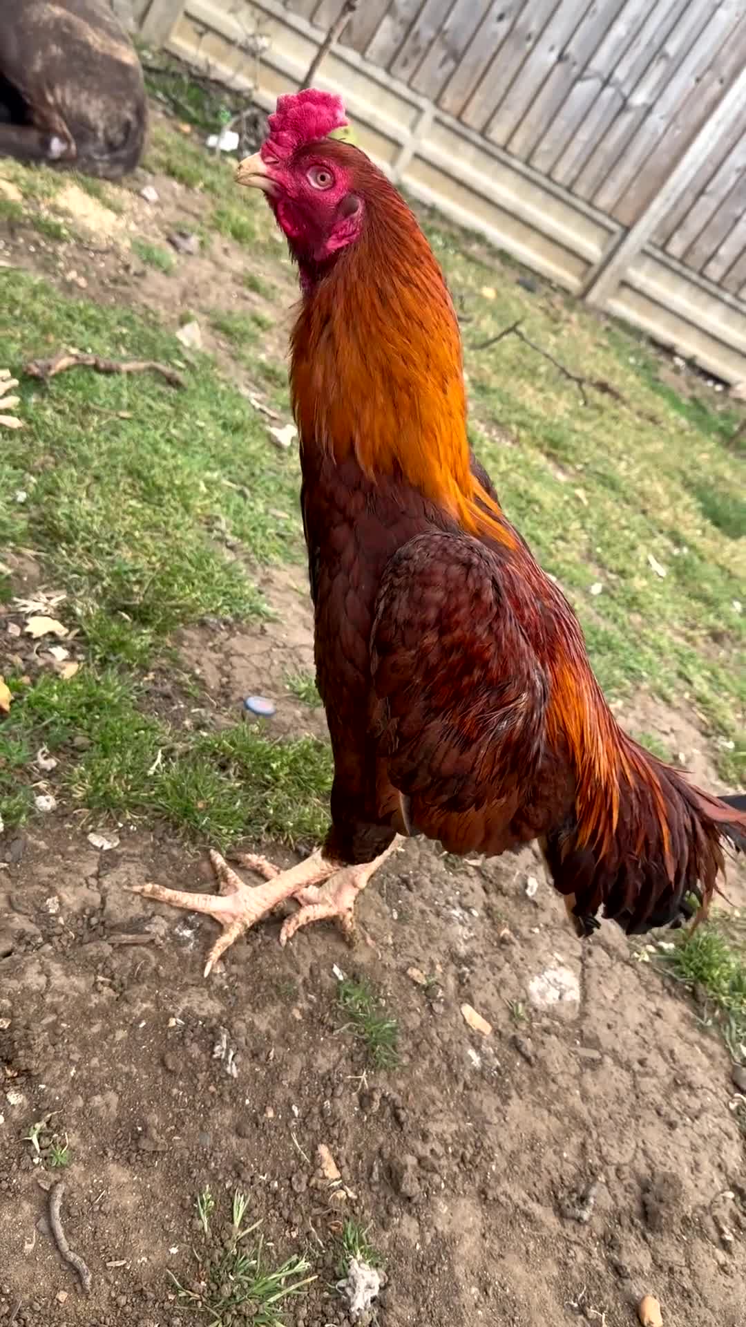 Chickens poultry for sale: Pakistani aseel - Video 1