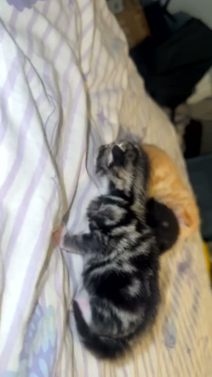 Mixed Breed cats for sale: 5 kittens  - Video 1