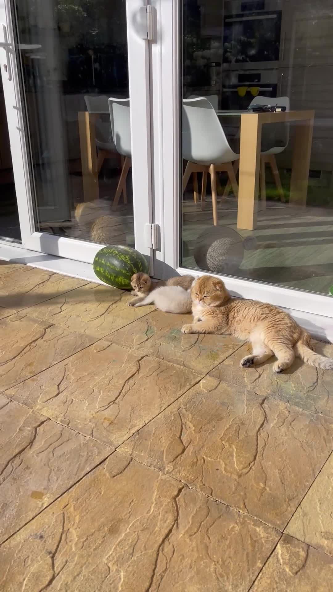 Scottish Fold cats for sale: SALE !!!! LOVELY SCOTTISH FOLD GOLDEN KITTENS  - Video 2