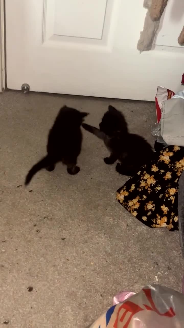 British Longhair cats for sale: 2 British longhair kittens in Southampton - Video 3