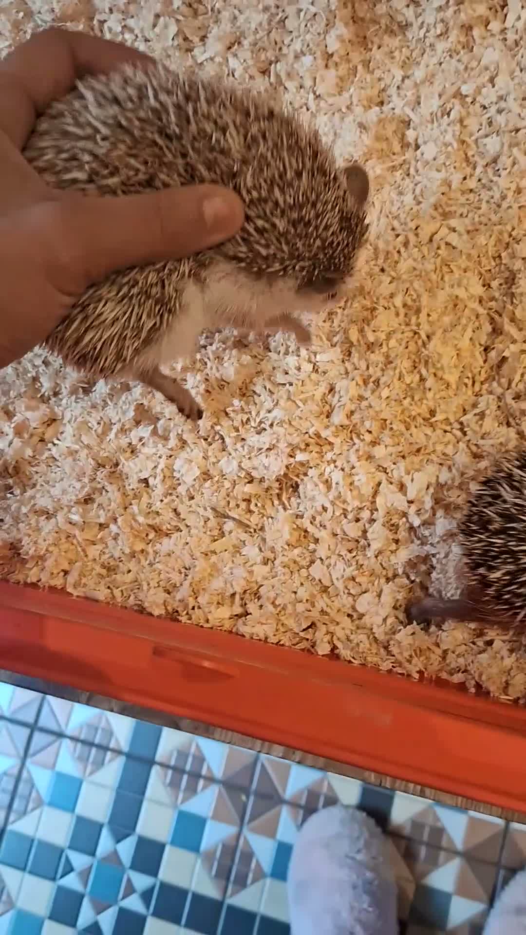 Pygmy Hedgehog rodents for sale: 2 male african pigmy hedgehogs  - Video 4