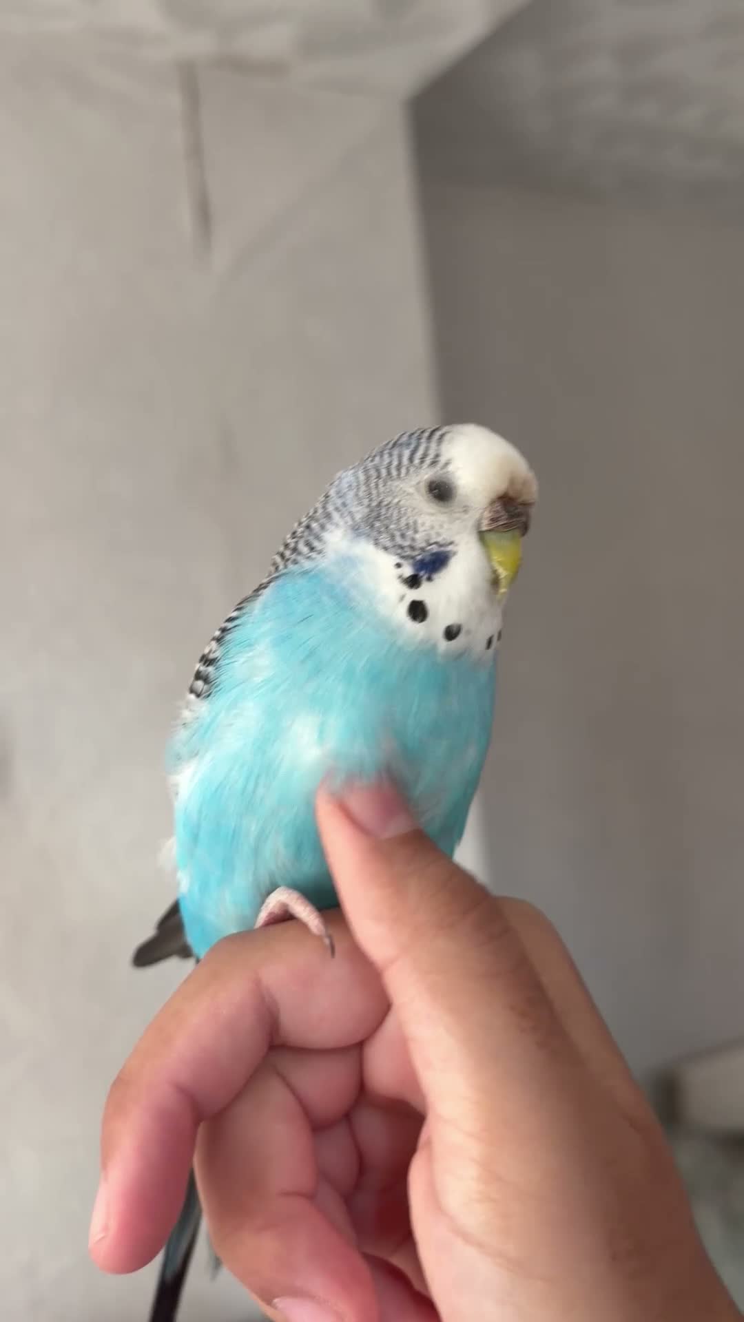 Lovebirds birds for sale: 2 lovebirds and a budgie looking for a loving home in Dewsbury - Video 1