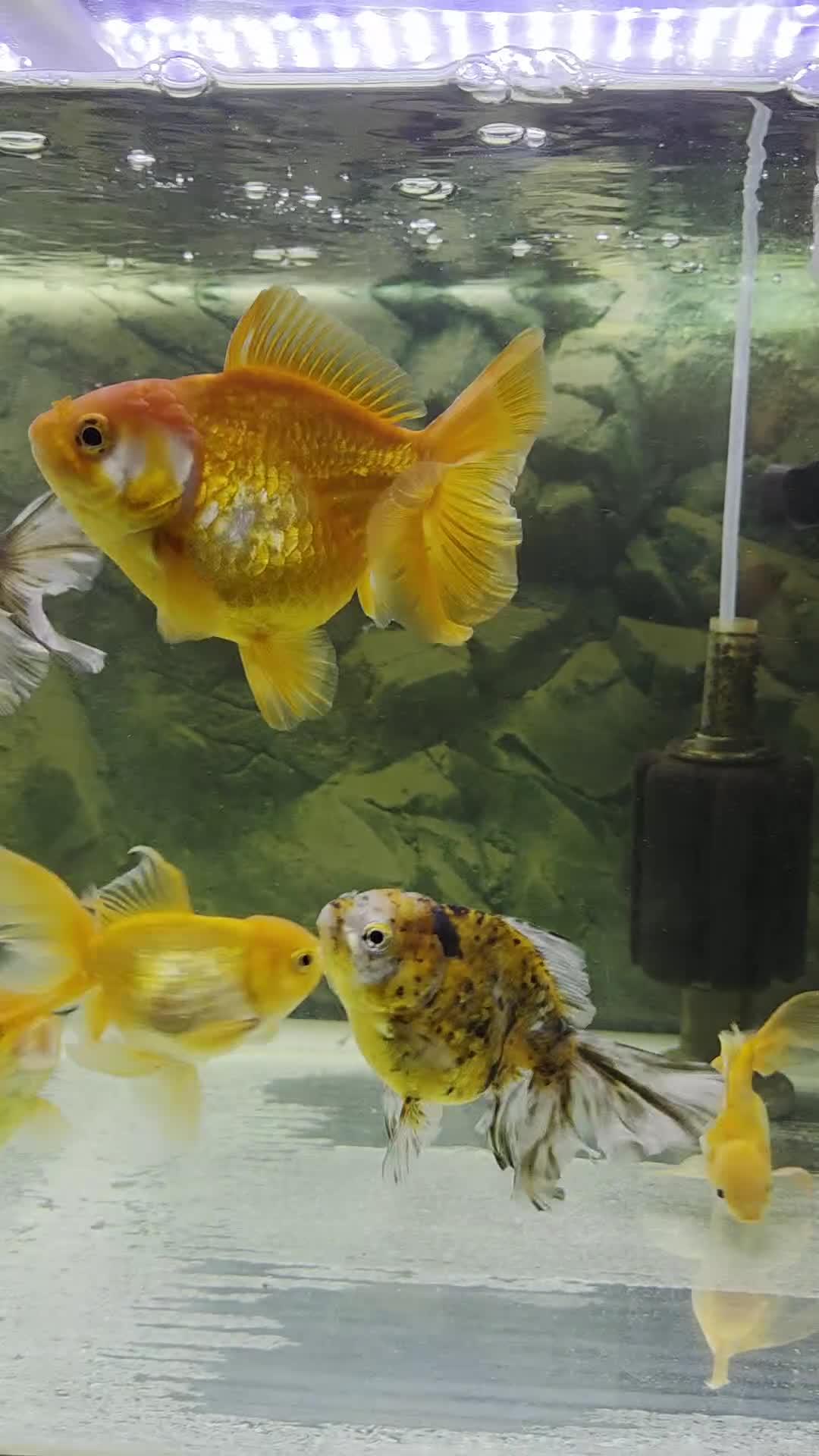 Fancy Goldfish fish for sale: 15 fancy goldfish  in Selkirk - Video 1