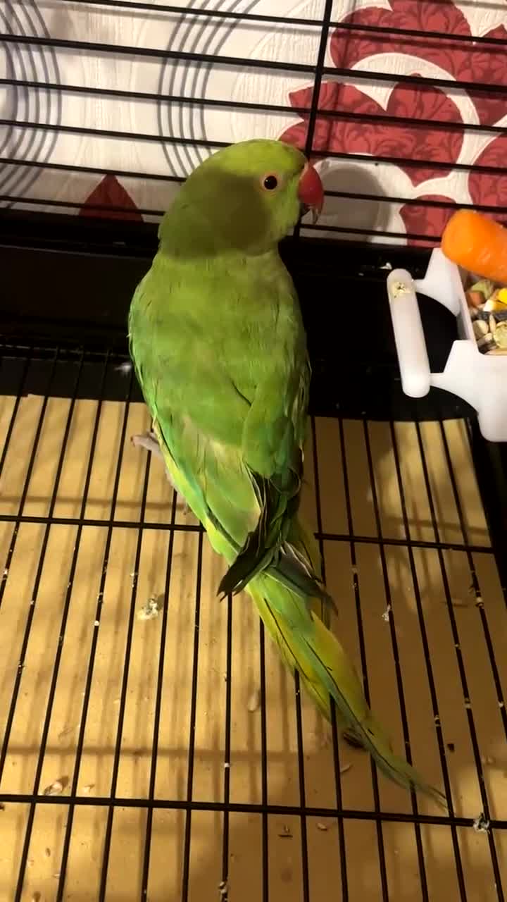 Ringnecks birds for sale: Indian ringneck  - Video 1