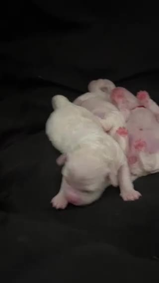 Bichon Frise dogs for sale: 🐶 Pure Bichon Frise Puppies for Sale 🐶 - Video 3