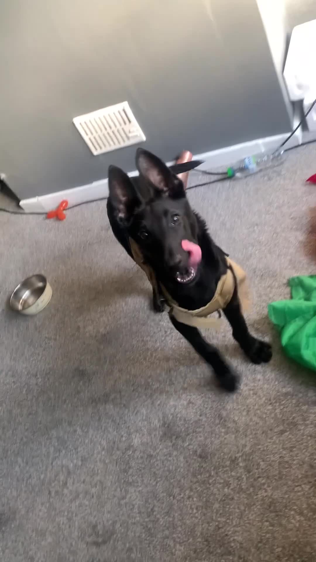 Belgian Shepherd Dog dogs for sale: Belgian malinois puppies - Video 1