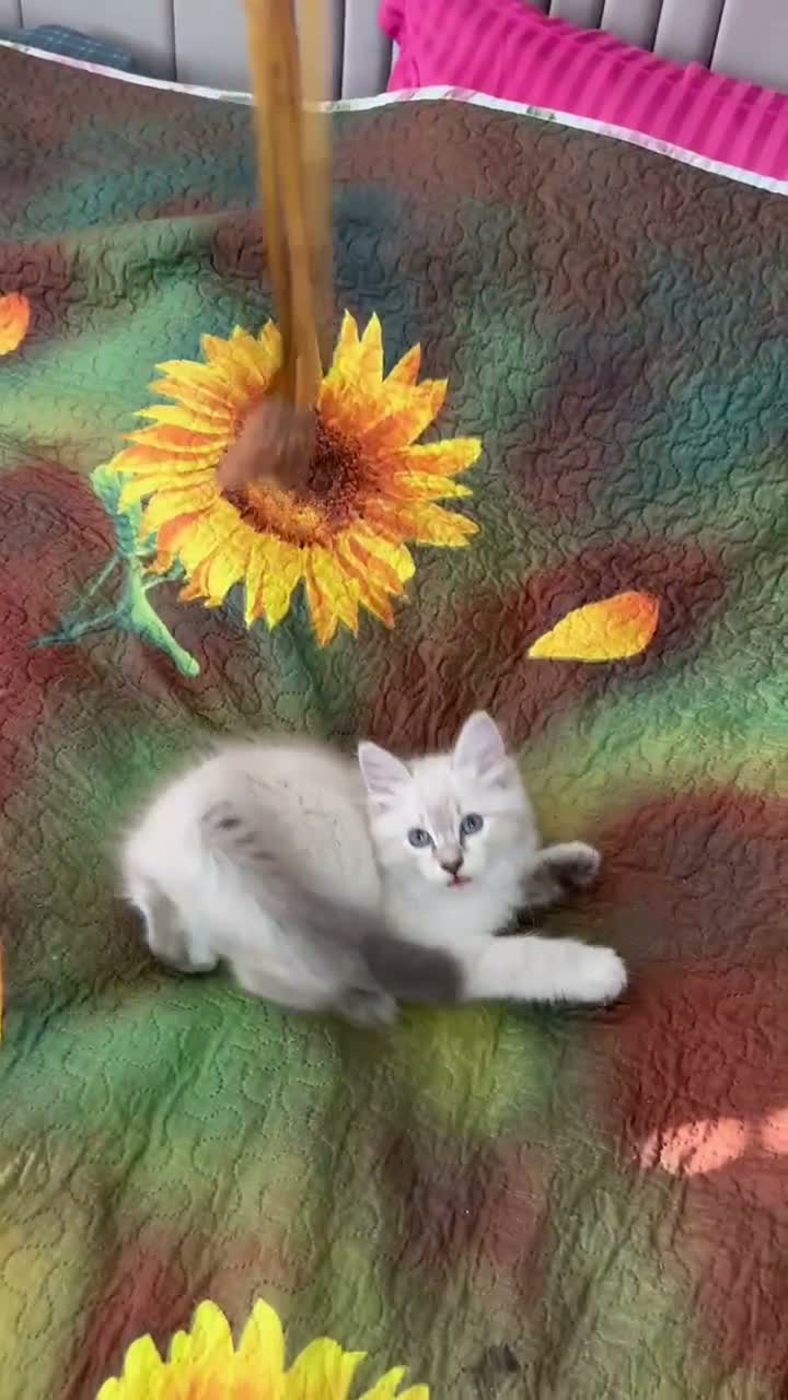 Siberian cats for sale: ❤️6 Beautiful Neva Masquerade x Ragdoll Kittens ❤️ - Video 1