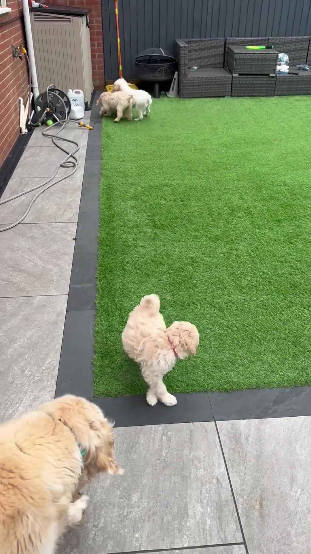Goldendoodle dogs for sale: 1 girl remaining stunning f1 mini Goldendoodles  - Video 4