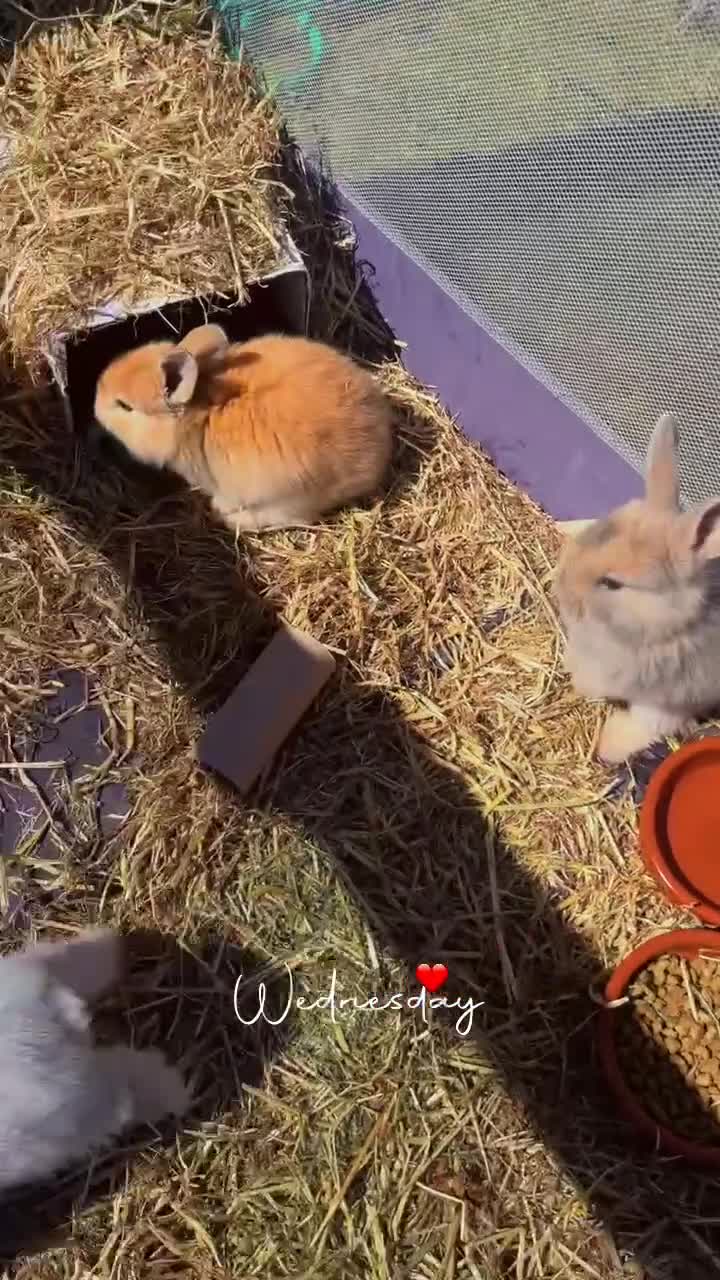 Mini Lop rabbits for sale: 🐰 ADORABLE MINI LOP BABY BUNNIES FOR SALE 🐰 in Whitchurch - Video 2