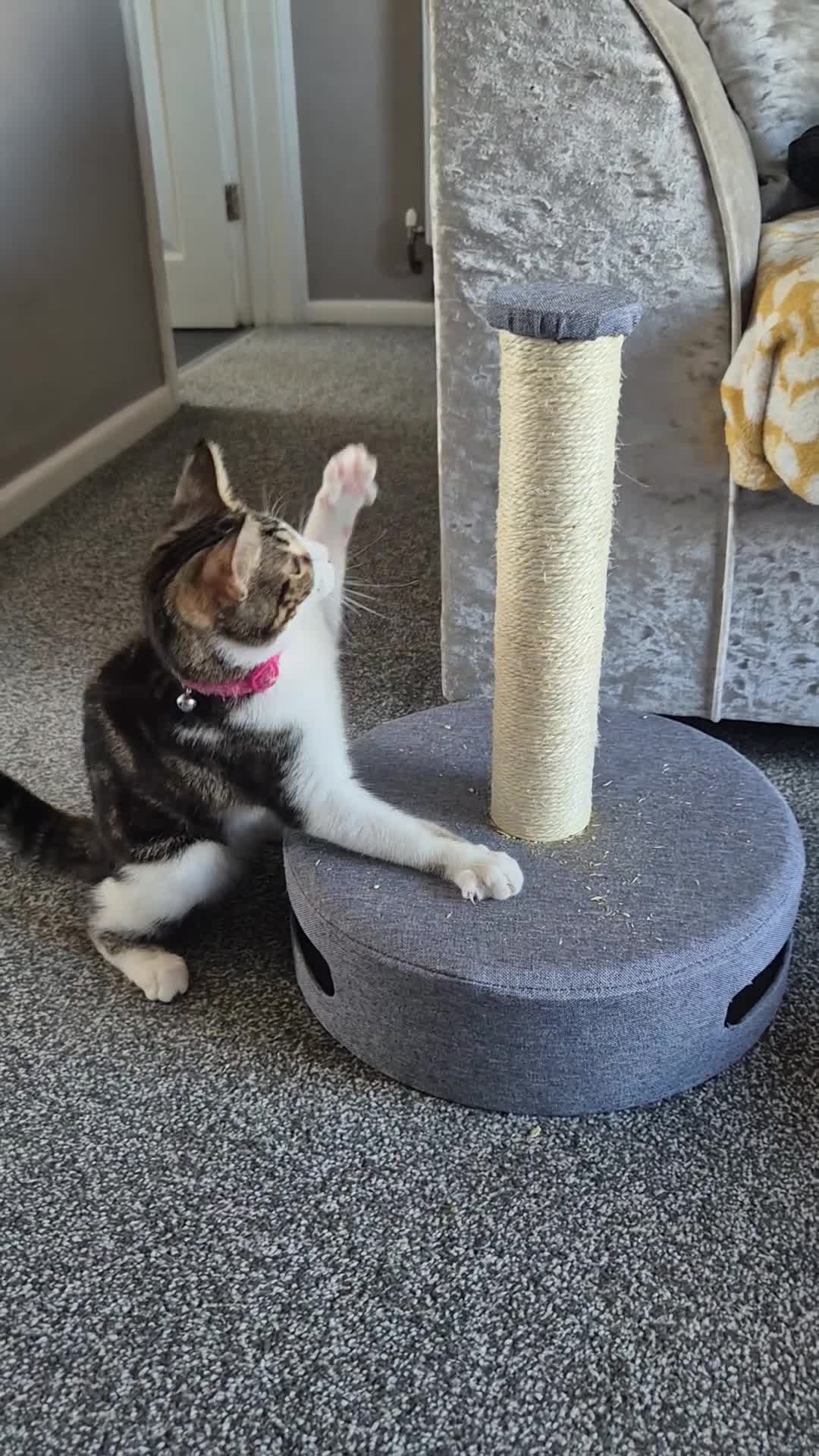 Mixed Breed cats for sale: Beautiful Playful & Loving 4Month Old Kitten Lyla in Clacton-on-Sea - Video 2