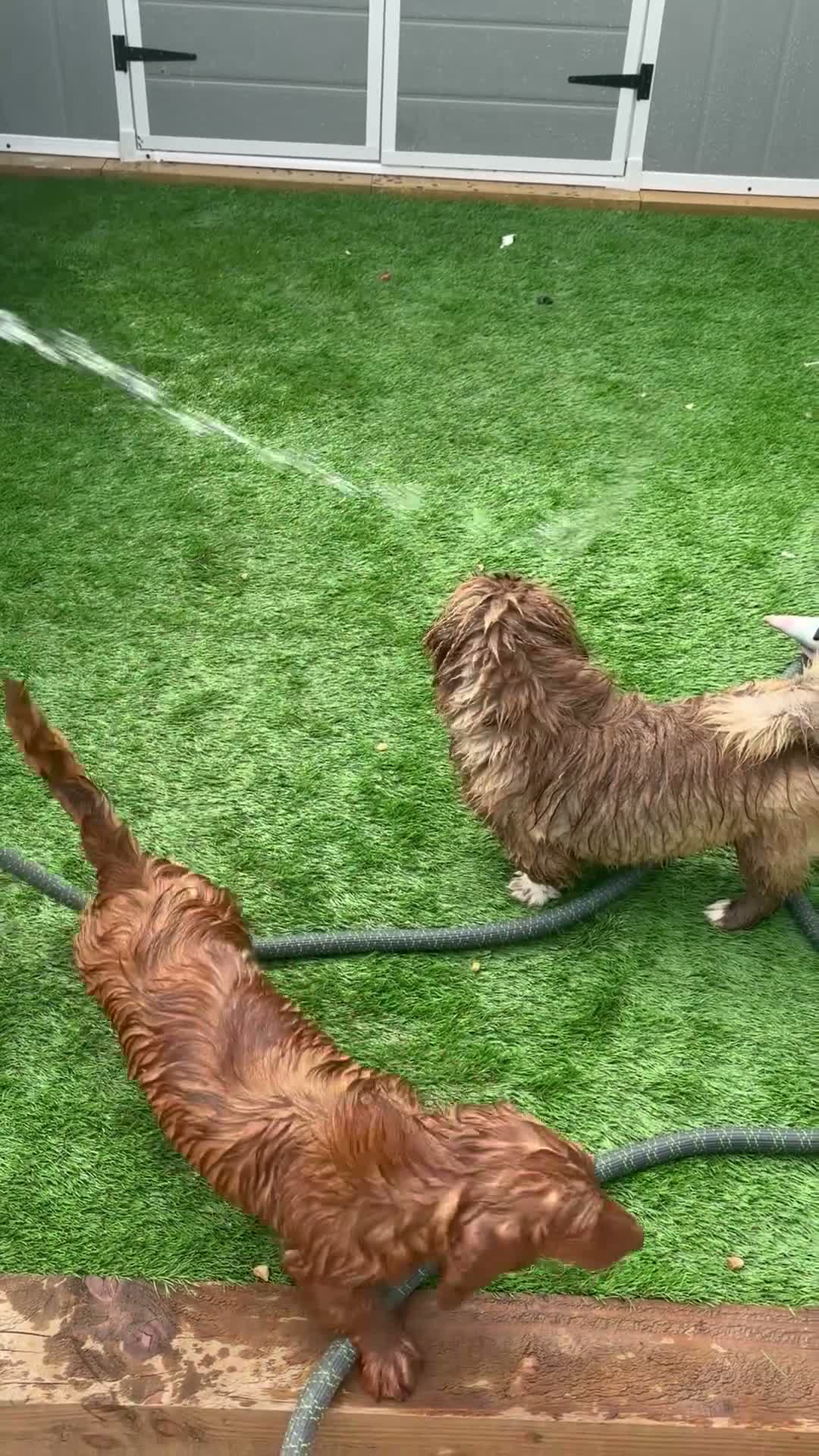 Dachshund dogs for sale: Mrs Sharon McLaughlin  - Video 1