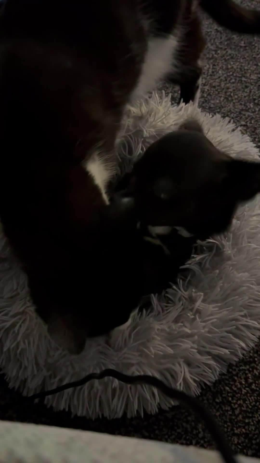 British Shorthair cats for sale: 2 loving beautiful cats  - Video 3