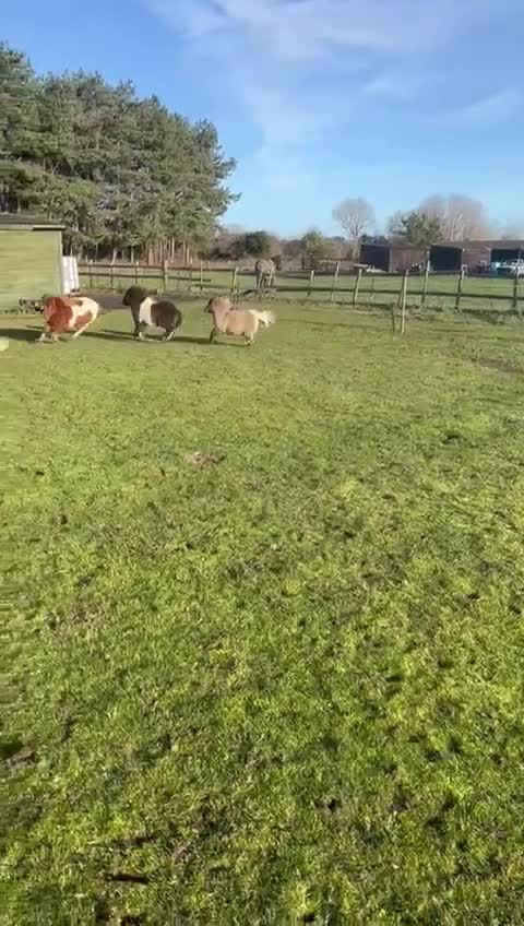 Shetland pony horses for sale: Stunning Minature Shetlands DEPOSIT SECURED  - Video 1
