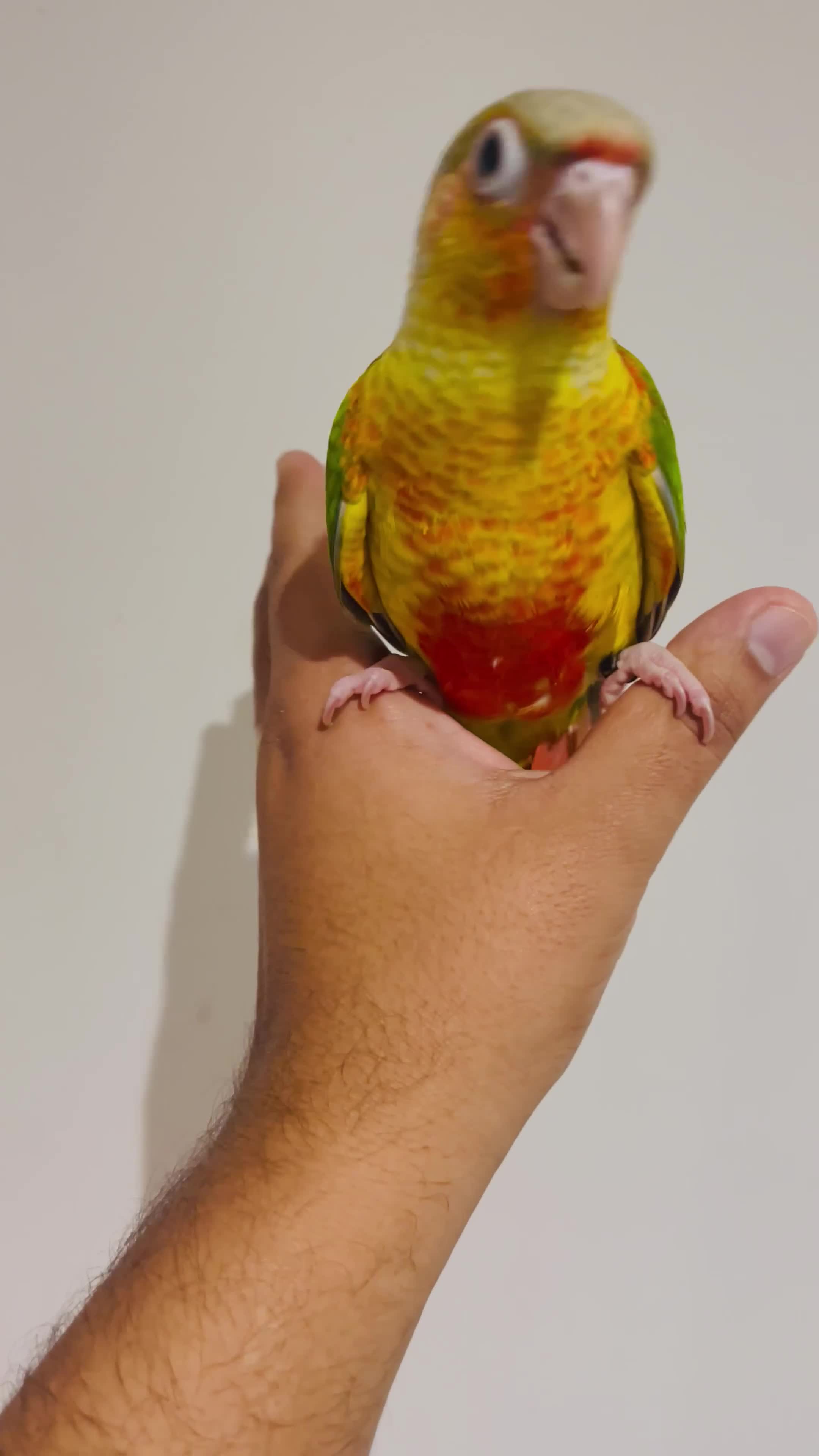 Conures birds for sale: Hand reared conures for sale  - Video 2