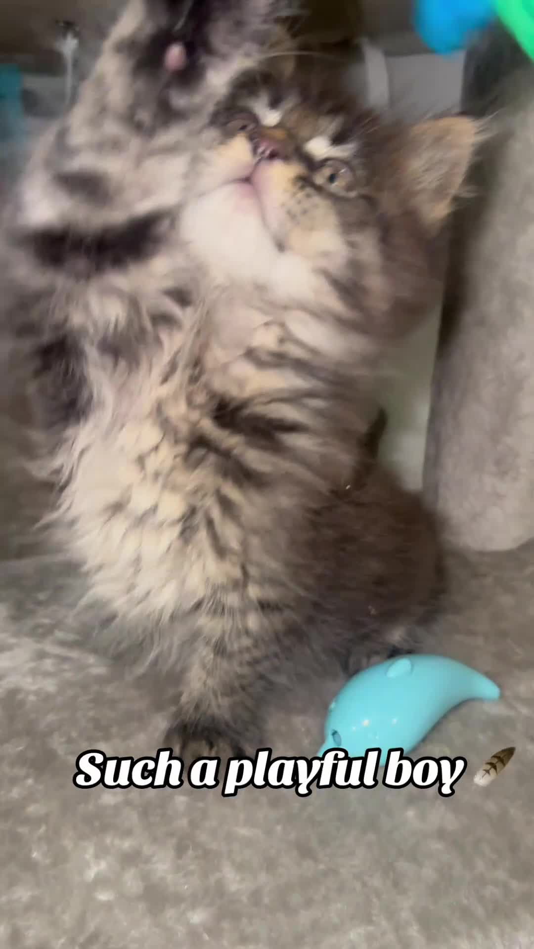 Maine Coon cats for sale: 2 Left TICA MAINE COON KITTENS ACTIVE AVAILABLE  - Video 1