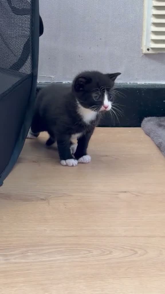 Mixed Breed cats for sale: 3 kittens looking for loving home  - Video 1