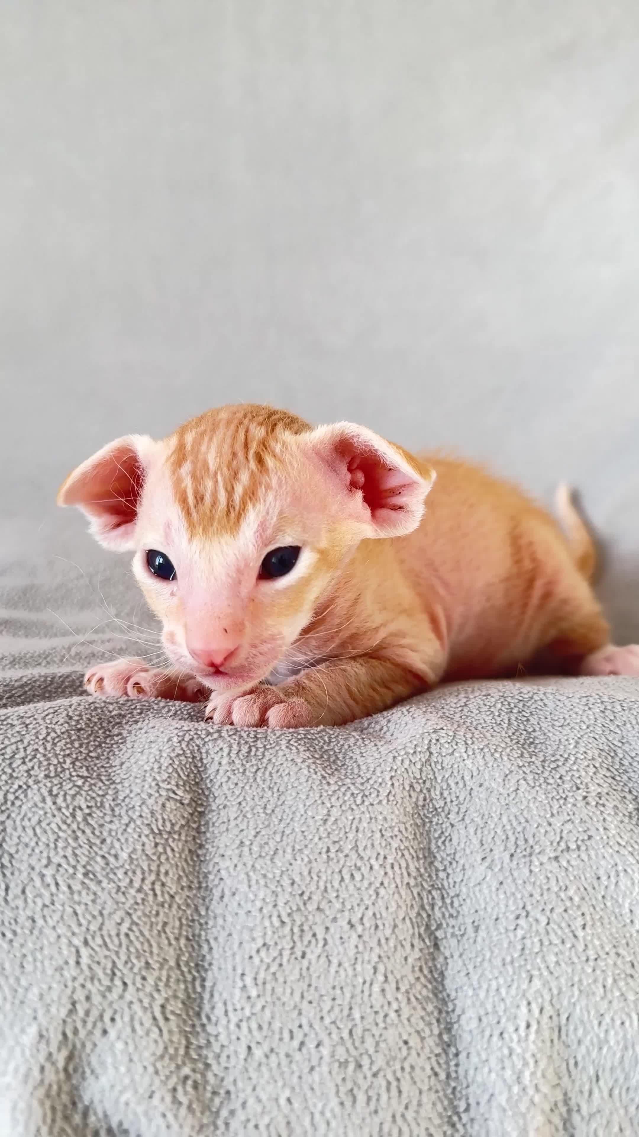 Peterbald cats for sale: Pedigree registered TICA kittens - Video 4