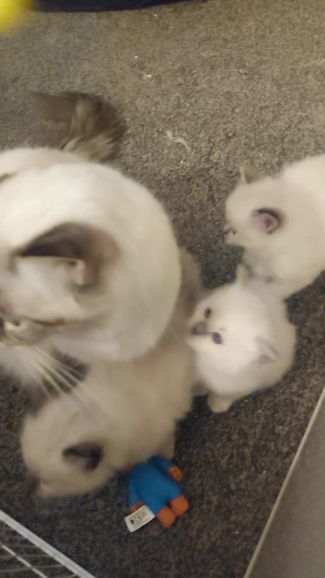 Ragdoll cats for sale: 3 beautiful ragdoll kittens  - Video 1