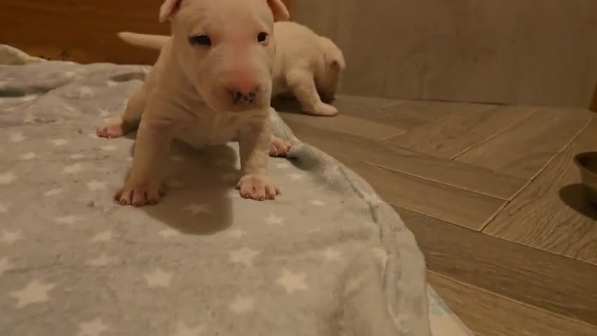Miniature Bull terrier dogs for sale: White Miniature Bullterrier  - Video 1