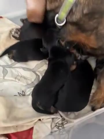 Miniature Dachshund dogs for sale: miniture dacshunds - Video 1