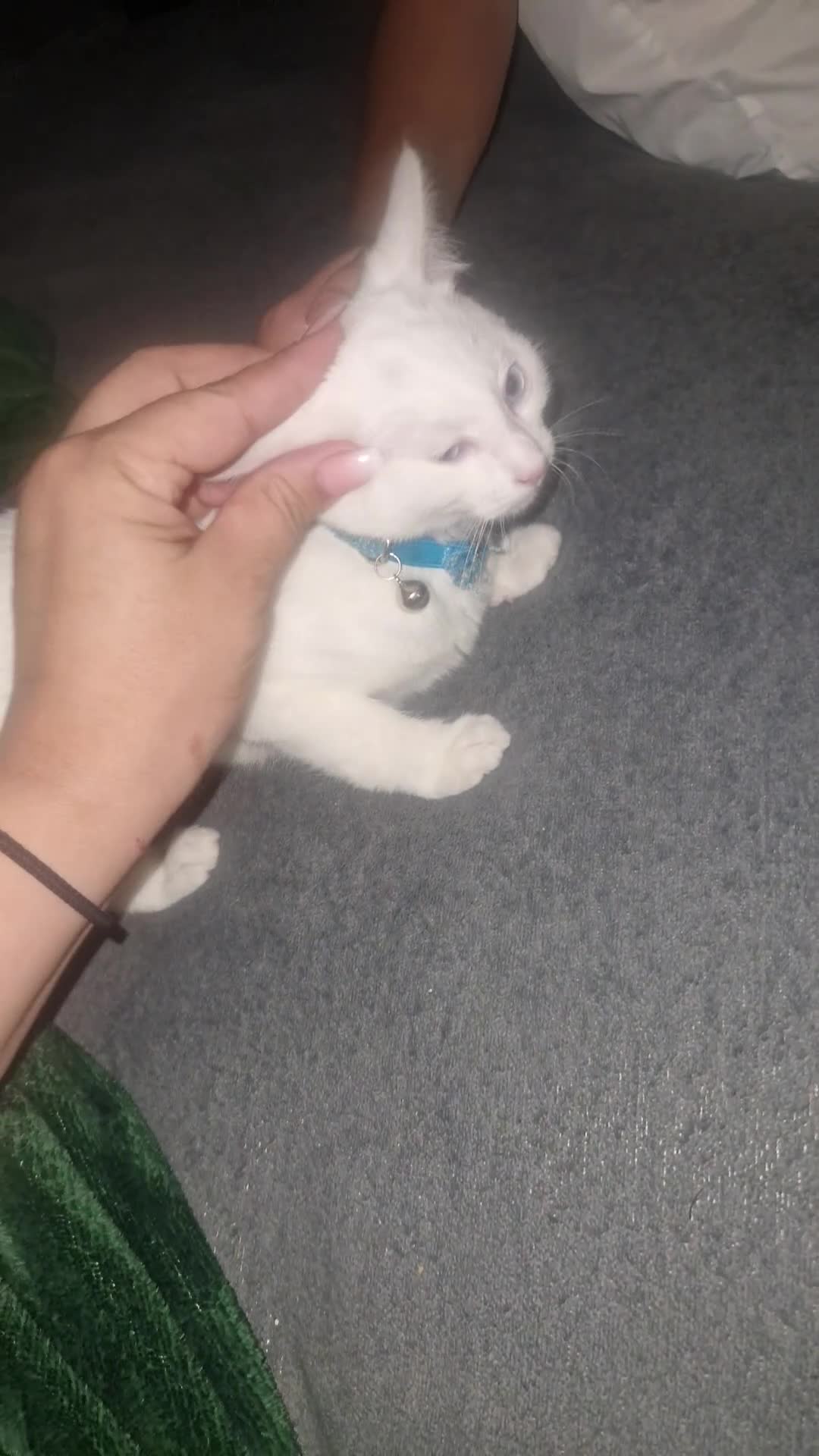 Turkish Angora cats for sale: Our moon baby  - Video 1