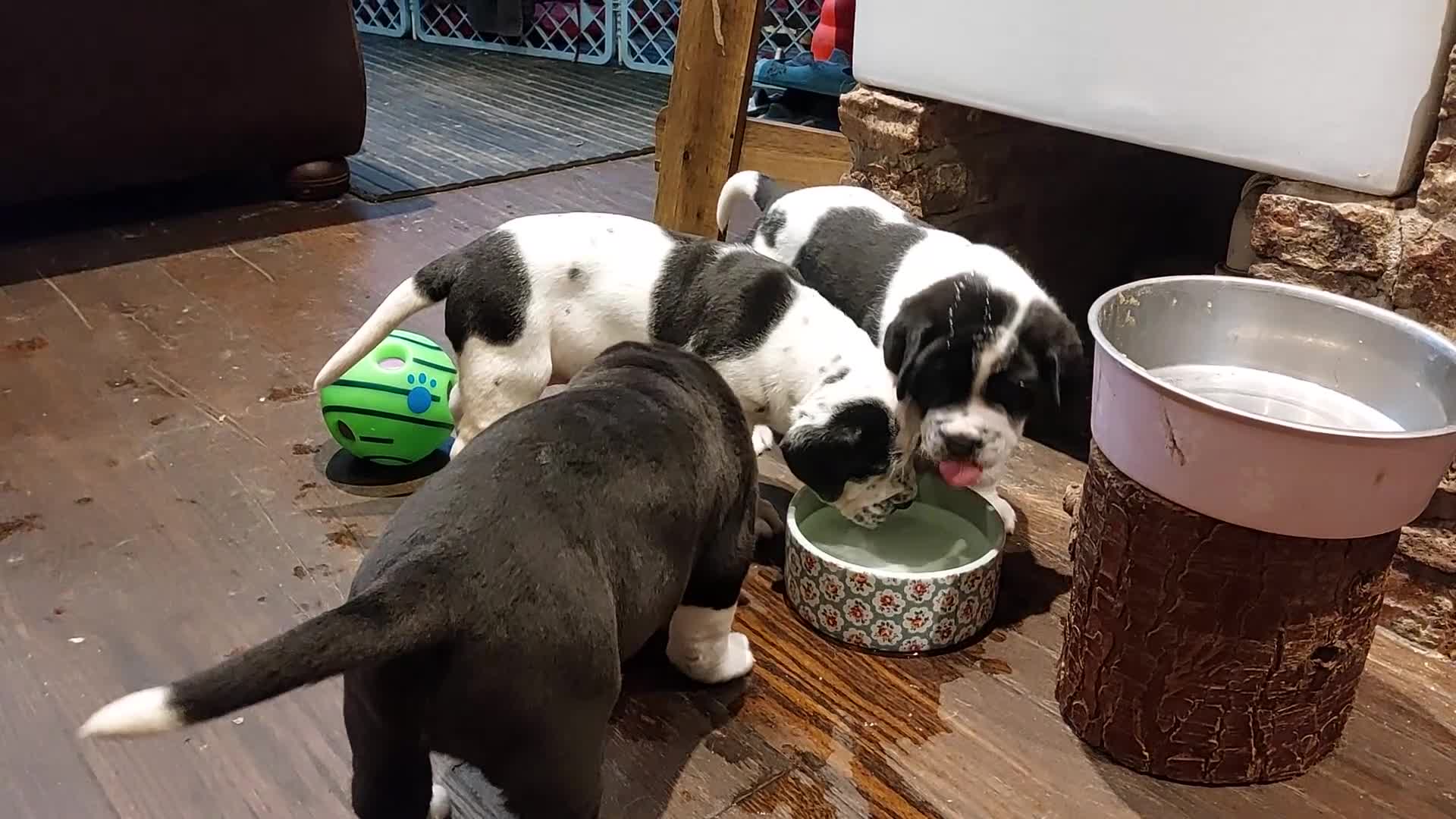 Mixed Breed dogs for sale: Adorable Bernard dane puppies for sale! in Doncaster - Video 2