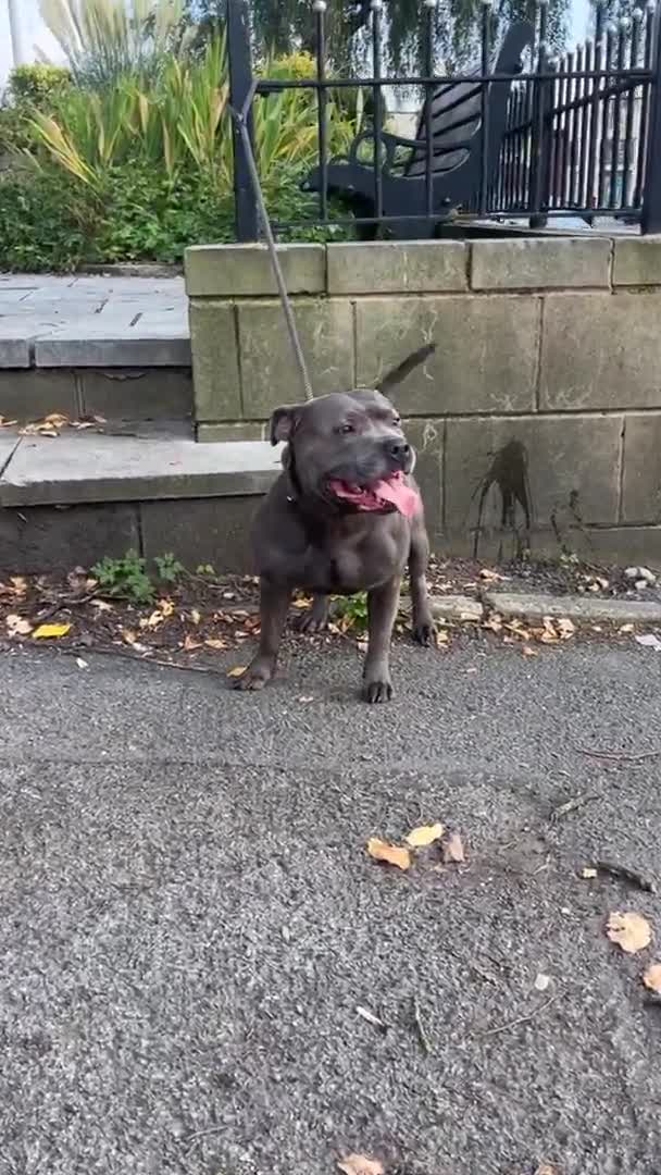 Staffordshire Bull Terrier dogs for stud: *ULTIMATE STUD PACKAGE DEAL*KING FURY BEST UK BLUE in Manchester - Video 1