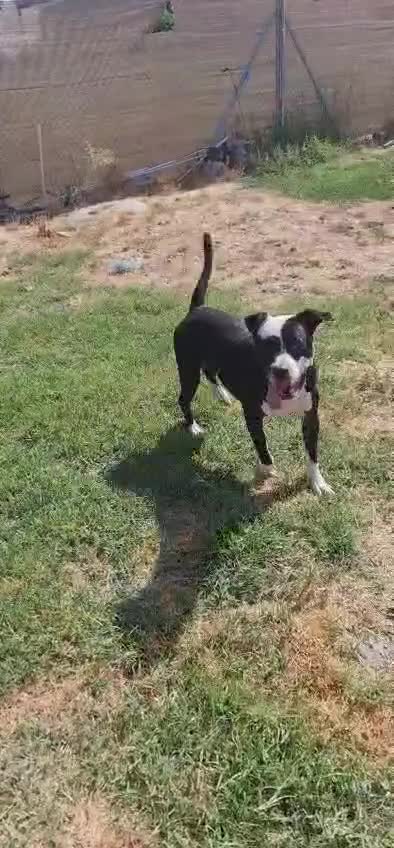 Mixed Breed dogs for adoption: ❤️ HERA the dog with a beautiful heart ❤️ - Video 3