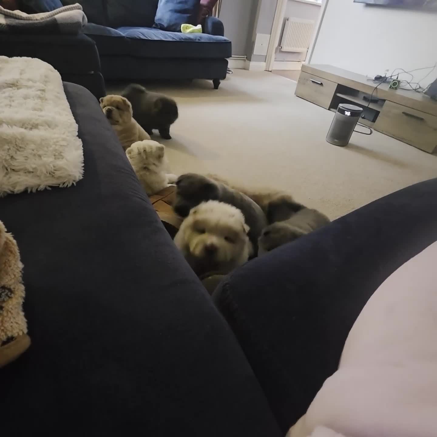 Chow Chow dogs for sale: 7 beautiful chow chow  - Video 5