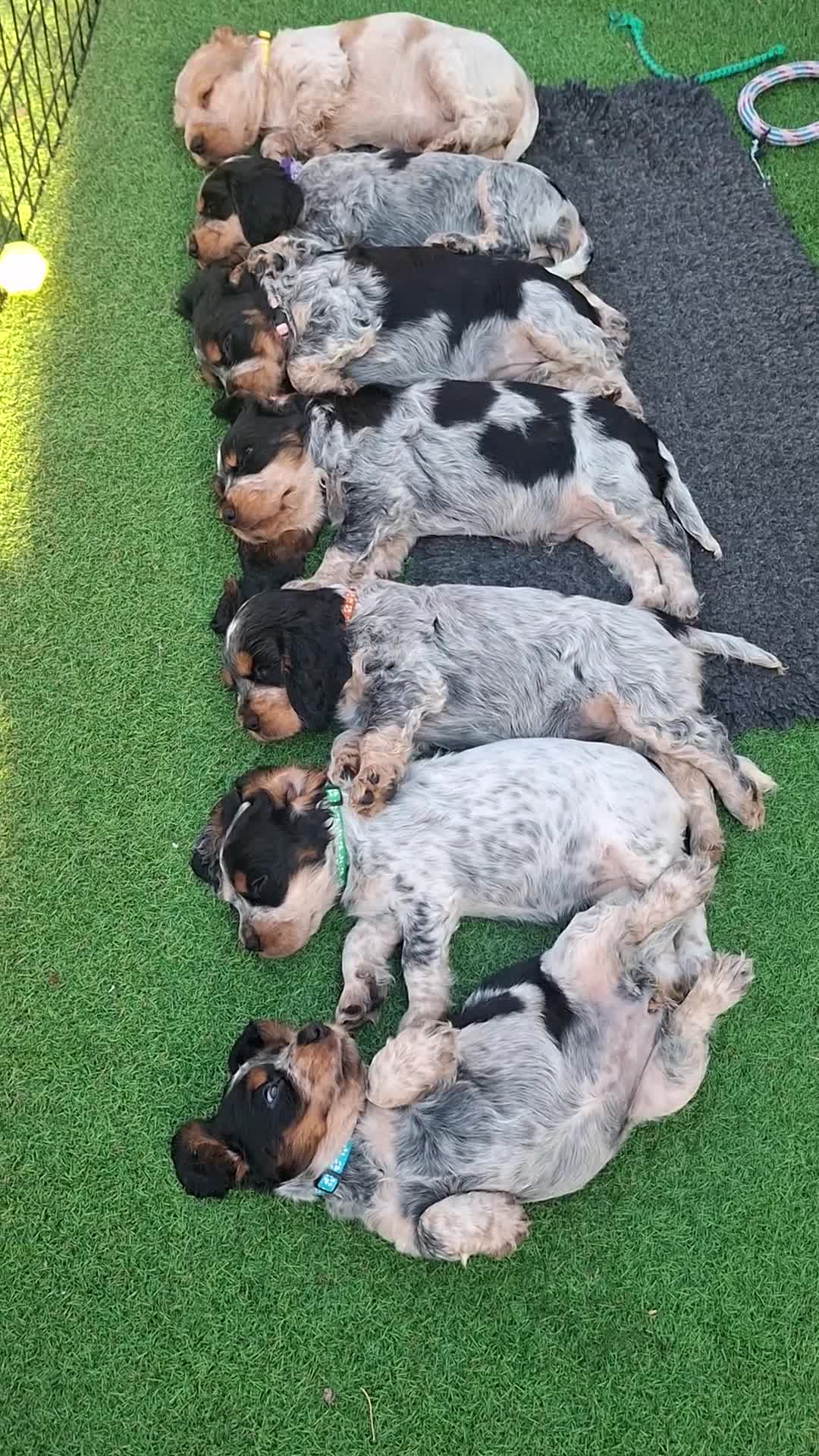 Cocker Spaniel dogs for sale: 🏡UNIQUE SHOW COCKER SPANIELS PUPPIES 🐶  - Video 2