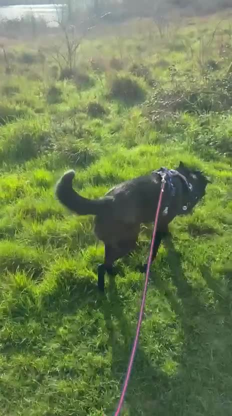 Mixed Breed dogs for adoption: Roberta 🩷 - Video 2